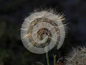 Fluff waiting for the wind