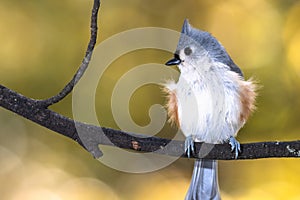 Fluffed Tufted Titmouse Perched on an Autumn Branch