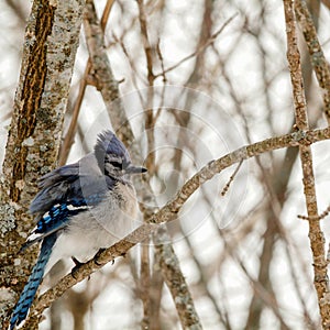 Fluffed up blue jay perched on tree branch in winter.