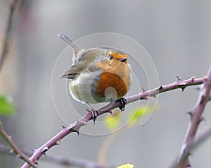 Fluffed-up robin on thorny branch