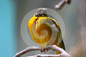 Fluffed up village weaver perching on a branch