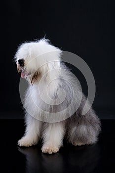 Fluffi Dog