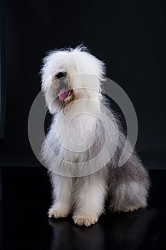 Fluffi Dog