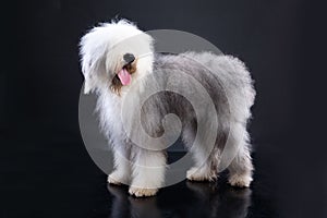 Fluffi Dog