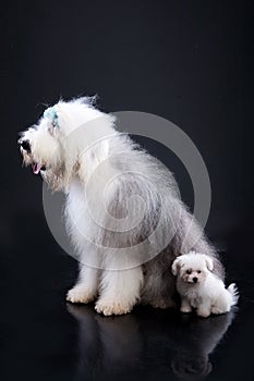 Fluffi Dogs