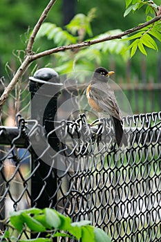 Fluffiness on the Fence