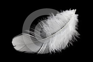 Fluffly White Feather Isolated on Black Background.