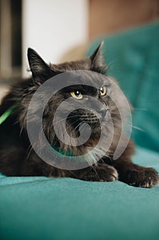 Fluffu grey mongrel cat laying on the turquoise sofa