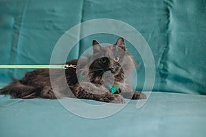 Fluffu grey mongrel cat laying on the turquoise sofa