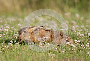 Fluffy adorable brown rabbit on the grassy field in the wild