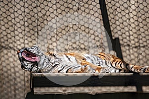 A fluffy adult tiger with a huge mouth is yawning.