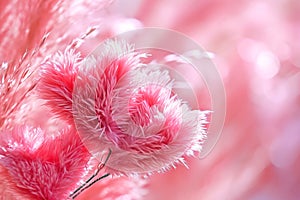 Fluffy, airy pink flowers, graceful and soothing