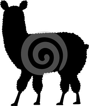 Fluffy alpaca or llama silhouette isolated on white background. Vector animal outline