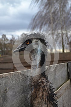 Fluffy Australian dromaius, watching through the wood fence in a private zoo (ostrich farm)