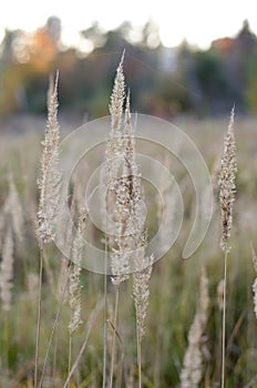 Fluffy autumn spikelets of grass on sunset
