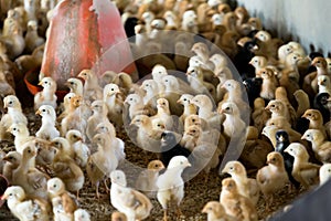 Fluffy baby chickens on poultry farm.