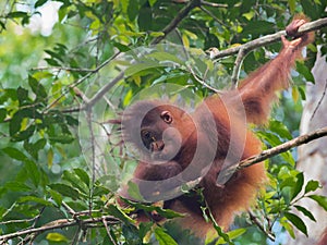 Fluffy baby-orangutan sits on a branch (Indonesia)