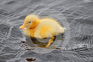 Fluffy baby yellow duckling, swimming, water background.