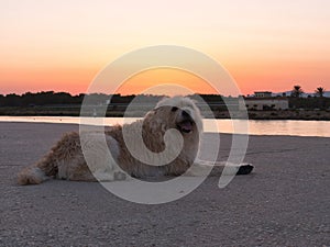 Fluffy Barbado da Terceira dog lying on rcky beach by the water at sunset time photo