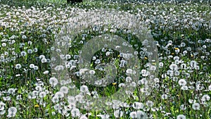 Fluffy beautiful dandelions in field. A large field of fluffy dandelions.