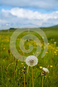 Fluffy beautiful dandelions in green field with blue sky