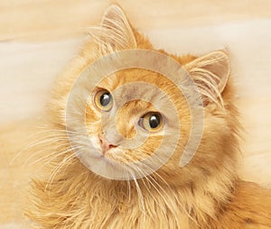 Fluffy beautiful golden ginger cat face looking