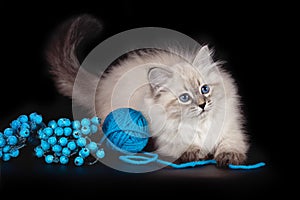 Fluffy beautiful kitten Nevskaya Masquerade with blue eyes posing with a ball of woolen threads on a black background.