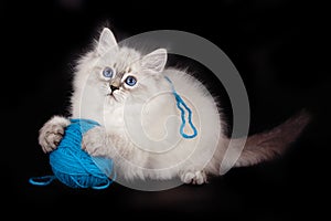 Fluffy beautiful kitten Nevskaya Masquerade with blue eyes posing with a ball of woolen threads on a black background.