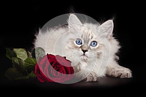 Fluffy beautiful kitten Nevskaya Masquerade with blue eyes posing with a scarlet rose on a black background.