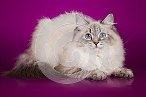 Fluffy beautiful Neva Masquerade cat with blue eyes, posing lying on on studio background.