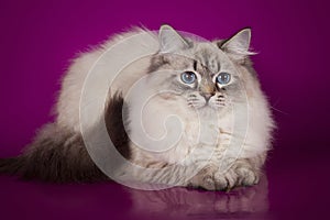 Fluffy beautiful Neva Masquerade cat with blue eyes, posing lying on on studio background.