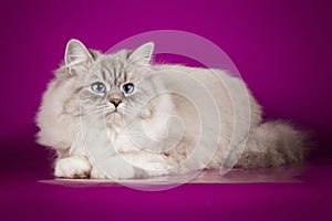 Fluffy beautiful Neva Masquerade cat with blue eyes, posing lying on on studio background.