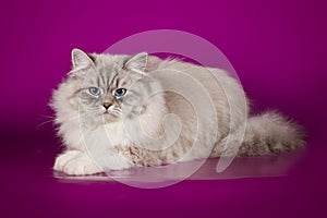 Fluffy beautiful Neva Masquerade cat with blue eyes, posing lying on on studio background.