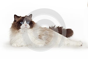 Fluffy beautiful white cat of a Neva Masquerade with blue eyes posing lying on a white background. Cat isolated on white