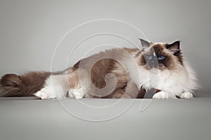 Fluffy beautiful white cat ragdoll with blue eyes posing lying on gray background.