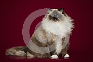 Fluffy beautiful white cat ragdoll with blue eyes, posing lying on red background.