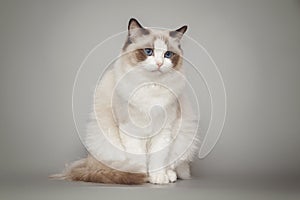 Fluffy beautiful white cat ragdoll with blue eyes posing while sitting on gray background.