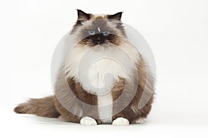 Fluffy beautiful white cat ragdoll with blue eyes posing while sitting on studio white background.