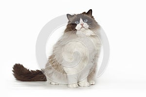 Fluffy beautiful white cat ragdoll with blue eyes posing while sitting on studio white background.