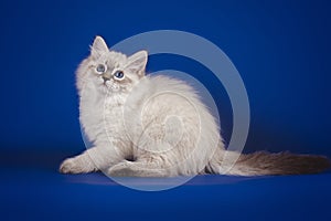 Fluffy beautiful white kitten with blue eyes, three months old, posing on blue background .