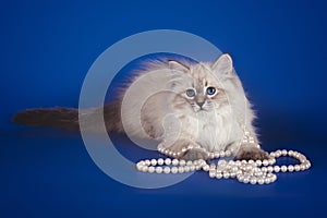 Fluffy beautiful white kitten of Neva Masquerade with blue eyes, posing on blue background with beads.