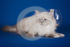Fluffy beautiful white kitten of Neva Masquerade with blue eyes, three months old, posing on blue background with beads.