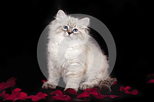 Fluffy beautiful white kitten of Neva Masquerade with blue eyes, three months old, posing sitting on black background