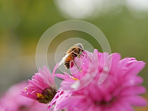 Fluffy bee like fly on pink aster flower. Closeup