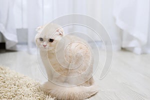 Fluffy beige kitten in room on floor