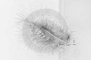 Fluffy bird feather