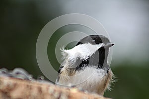 Fluffy Bird