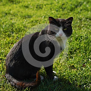 Fluffy black cat with green eyes, closeup portrait. Black and white cat sitting on the grass