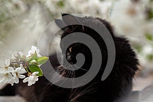 Fluffy black cat smelling  the flowers