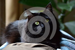 Fluffy black cat with yellow eyes sitting in a sunbeam